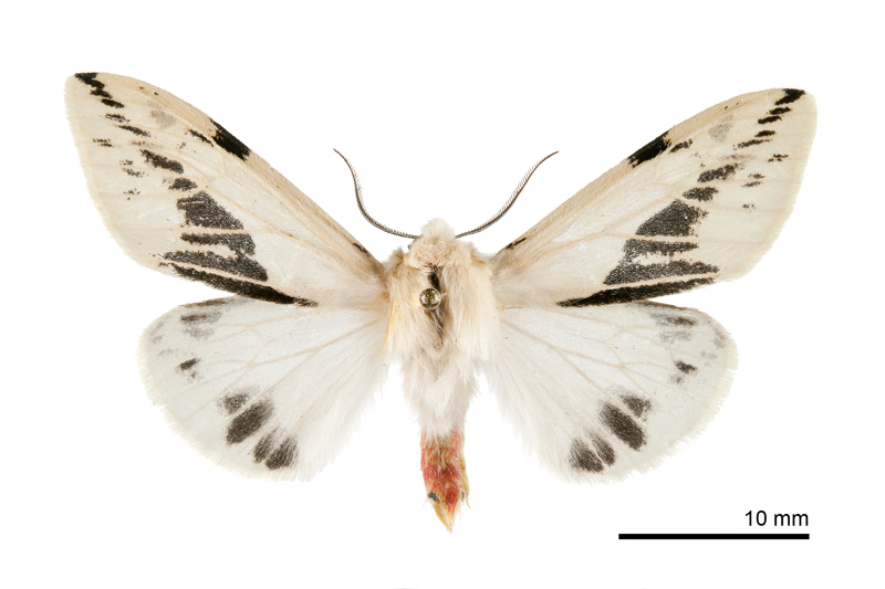 Lemyra wernerthomasi Male